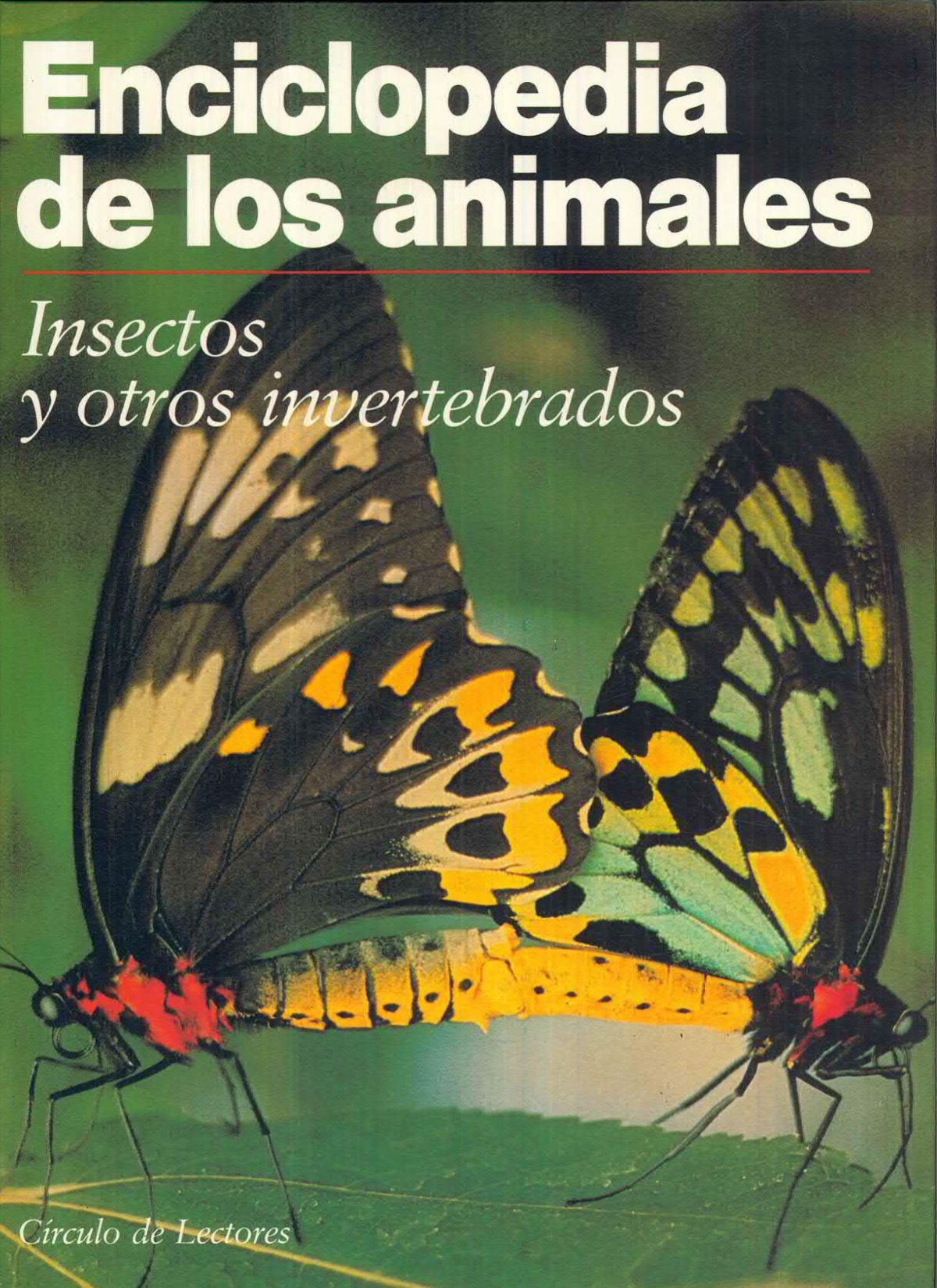 «Enciclopedia de los Animales: Insectos y otros invertebrados»